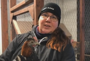 Kuvassa Susanna Gråsten pitää sylissä kanaa.
